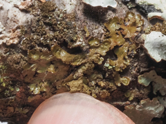 Melanelixia glabratula