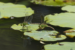 Anax parthenope julius