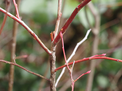 Vaccinium ovalifolium