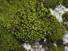 Racomitrium aciculare