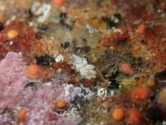 Trinchesia albocrusta