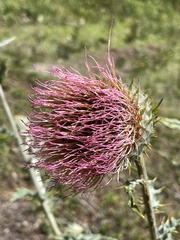 Cirsium subcoriaceum
