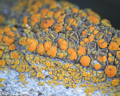 Athallia pyracea