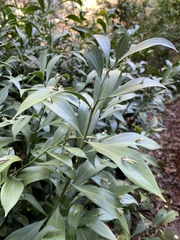 Ruscus