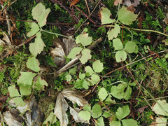 Tiarella trifoliata