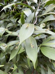 Ruscus