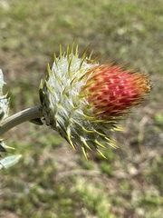 Cirsium subcoriaceum