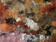 Trinchesia albocrusta