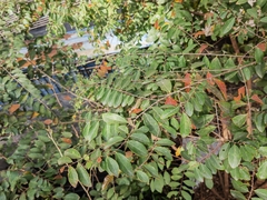 Bridelia tomentosa