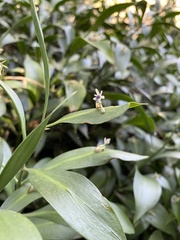 Ruscus