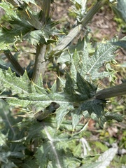 Cirsium subcoriaceum
