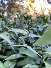 Ruscus