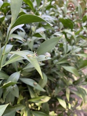 Ruscus