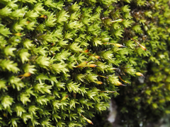 Racomitrium aciculare