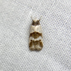 Eulechria triferella