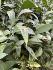 Ruscus