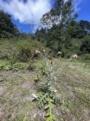 Cirsium subcoriaceum