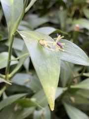 Ruscus