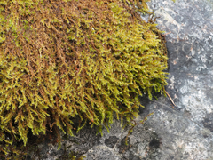 Racomitrium heterostichum