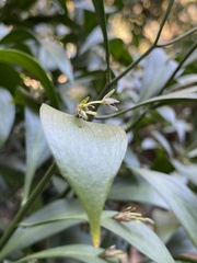 Ruscus