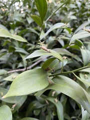 Ruscus