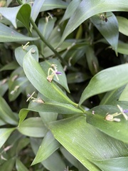 Ruscus
