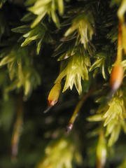 Racomitrium aciculare