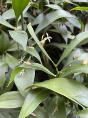 Ruscus