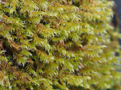 Racomitrium heterostichum