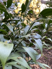 Ruscus