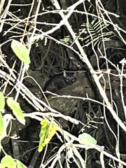 Paradoxurus hermaphroditus