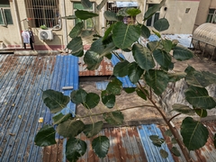 Ficus religiosa