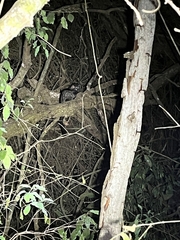 Paradoxurus hermaphroditus