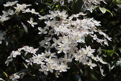 Clematis armandii