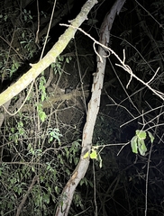 Paradoxurus hermaphroditus