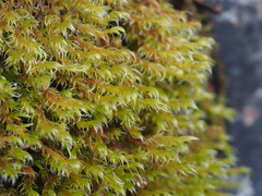 Racomitrium heterostichum