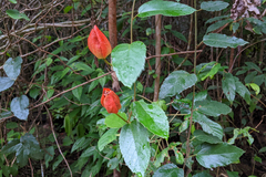 Passiflora coccinea