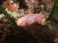 Lissothuria nutriens