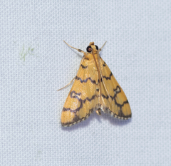 Glycythyma leonina