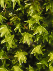 Racomitrium aciculare
