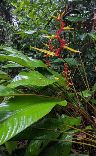 Heliconia richardiana (Heliconia richardiana)