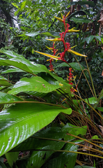 Heliconia richardiana