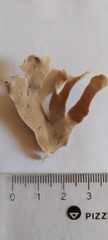 Bryozoa
