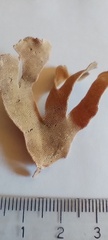 Bryozoa