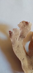 Bryozoa