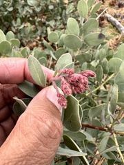 Arctostaphylos glandulosa