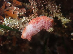 Lissothuria nutriens