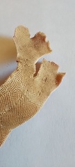 Bryozoa