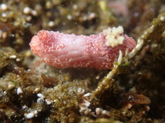 Lissothuria nutriens