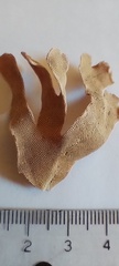 Bryozoa